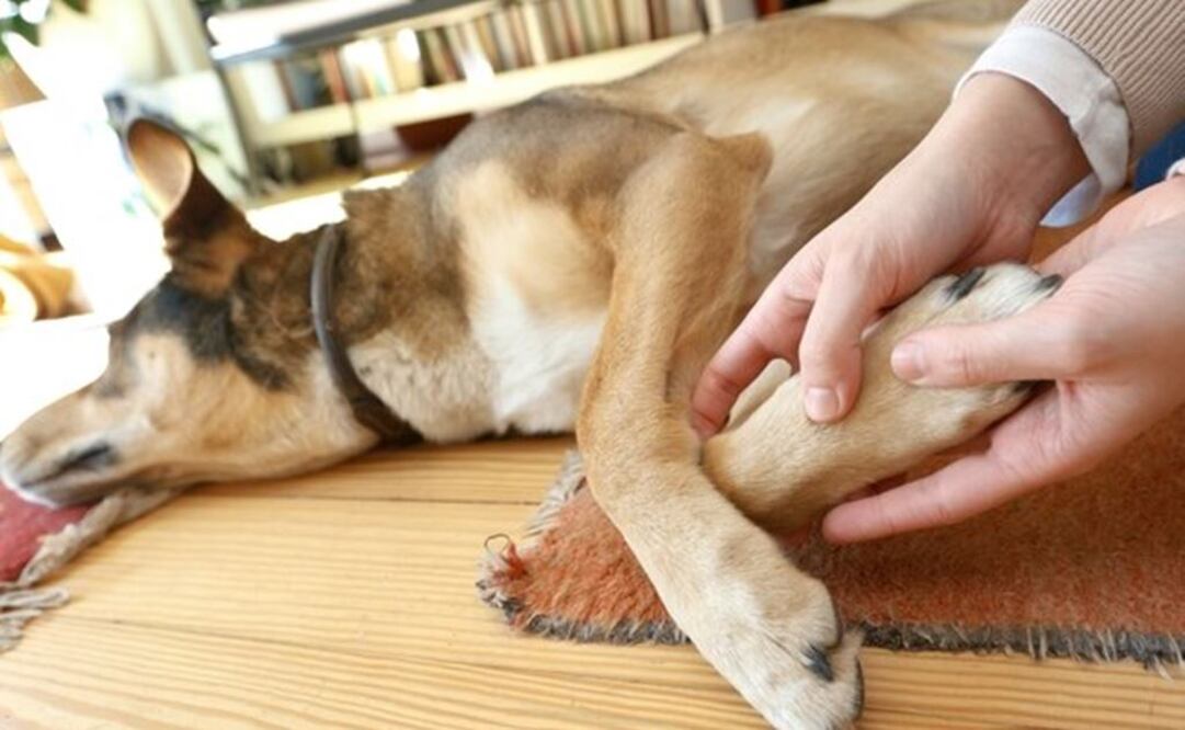 Foto: Archivo / EL UNIVERSAL