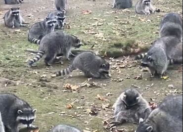 VIDEO: "Mapaches hambrientos" invaden vivienda en Washington; mujer llama al 911 y abandona su hogar