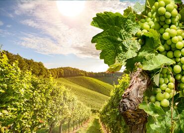 Estiria y su fabuloso Sauvignon Blanc