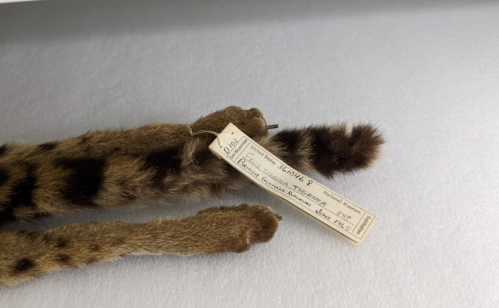 Parte de los estudios en muestras de felinos que se realizaron para descubrir esta nueva especie. Foto: cortesía Paola Nogales-Ascarrunz