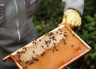 Este es el paso a paso para recolectar miel de abeja directo de su colmena