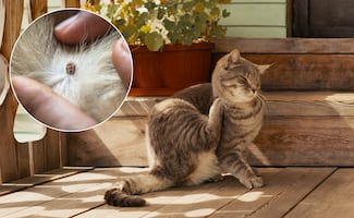 Ola de calor en México: ¿cómo proteger a tus mascotas de pulgas y garrapatas?; consejos prácticos que debes seguir