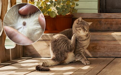 Mexico Heat Waves Increase Flea and Tick Risks for Pets; Practical Advice Offered