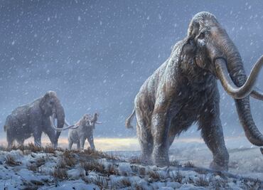 Estudio de la UNAM revela hábitos alimentarios de bebé mamut; vivió en México hace 11 mil 800 años