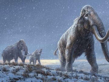 El ADN más antiguo del mundo revela nuevas claves sobre los mamuts