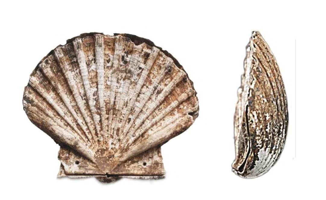 Foto: Universidad de Granada