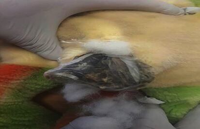 Aseguran figura de rana rellena de droga en AICM