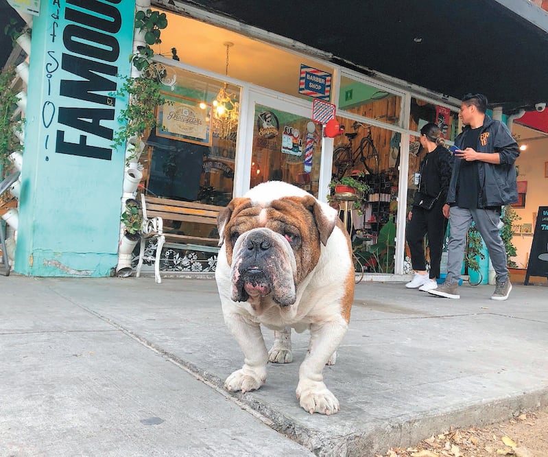 Diputadas de Morena y del PVEM buscan elevar penas contra quien abuse de animales, luego de que se dio a conocer el robo del bulldog Emilio. ARCHIVO EL UNIVERSAL