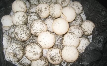 Rescatan 417 huevos de tortuga en Tecomán, Colima