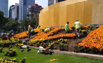 Plantan 270 mil flores de cempasúchil en Reforma