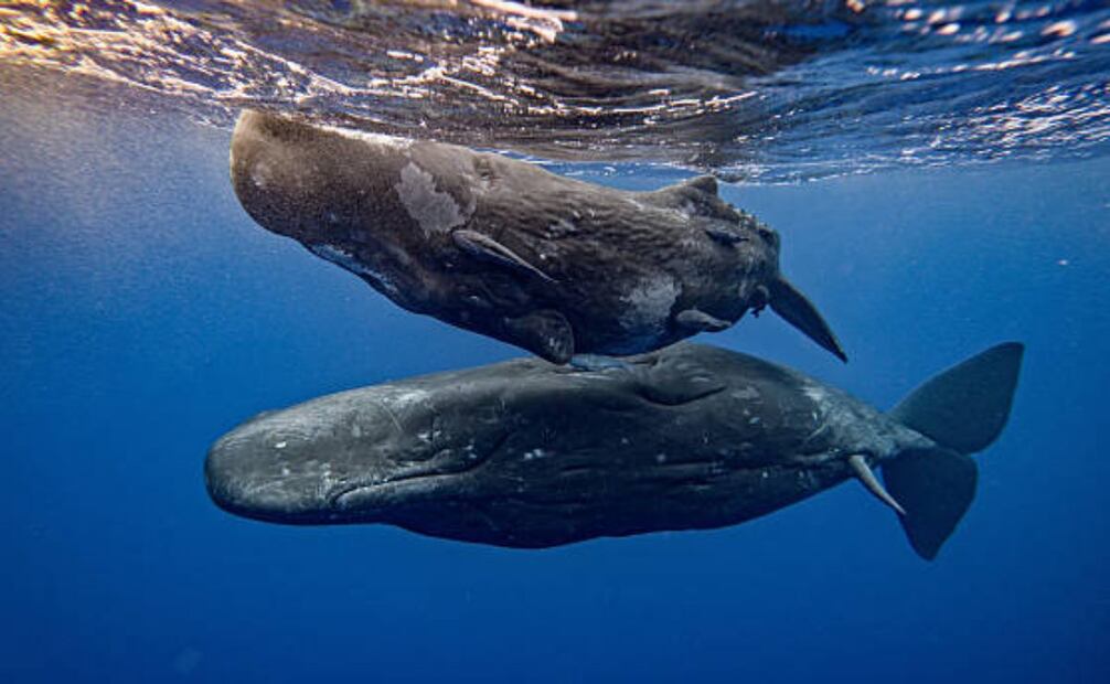 El cachalote es el odontoceto (cetáceo con dientes) más grande que existe. (24/03/26) Foto: iStock