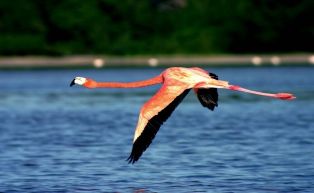 Celestún, el refugio de los flamencos rosados