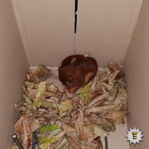 Hombre en Alemania llama a la policía para que lo rescate de… una ardilla bebé