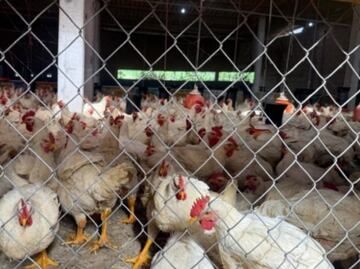 Extorsión disparaba precio del pollo al 372% en sur del Edomex; los responsables: La Familia Michoacana