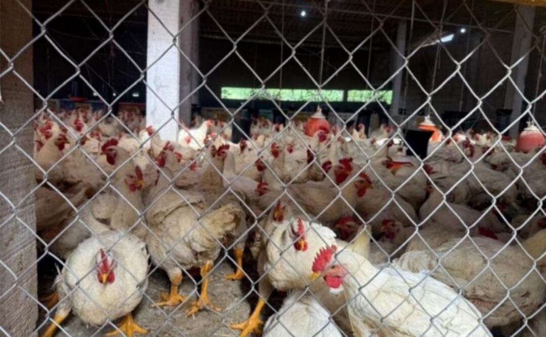 Extorsión aumenta precios del pollo en el sur del Edomex, Foto: FGJEM