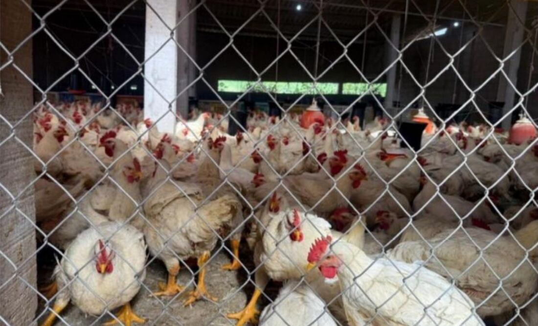 Extorsión aumenta precios del pollo en el sur del Edomex, Foto: FGJEM