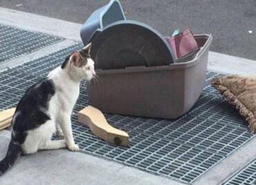 Gato abandonado provoca indignación en Facebook