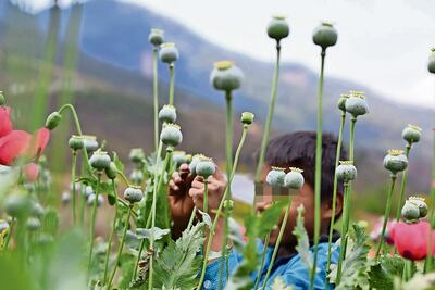 Congreso de Guerrero envía al Senado iniciativa para legalizar amapola