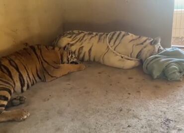 Rescatan a dos tigres abandonados en Sinaloa; suman 14 grandes felinos recuperados desde que se desató la violencia en el estado
