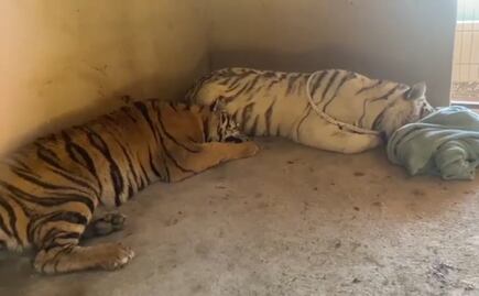 Rescatan a dos tigres abandonados en Sinaloa; suman 14 grandes felinos recuperados desde que se desató la violencia en el estado