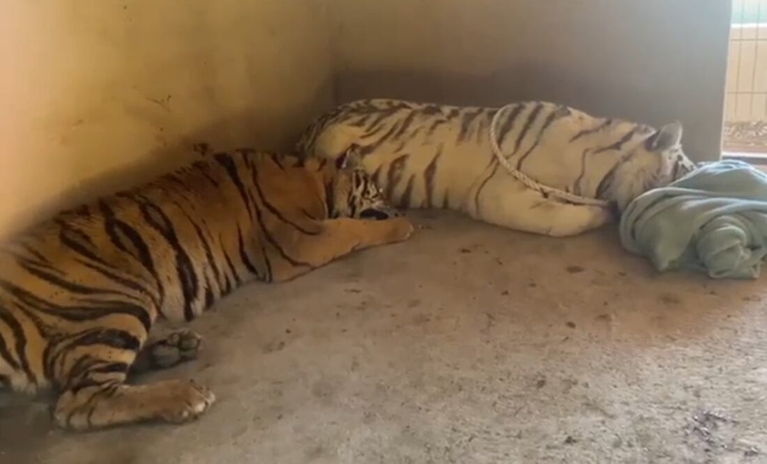 Dada la agresividad de los fenilos, los rescatistas los contuvieron con una sustancia química para su manejo. Foto: Especial
