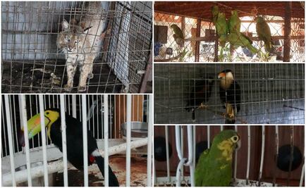 Profepa asegura 28 ejemplares de vida silvestre en Jalisco