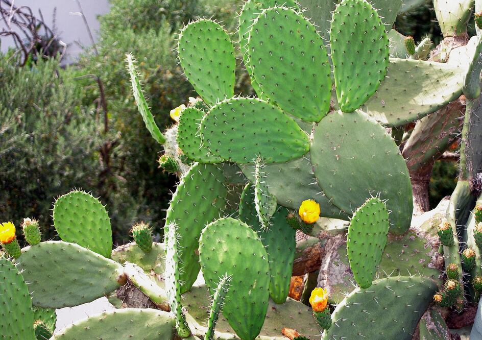 La ONU nombró al nopal el alimento del futuro. [Foto: Pixabay]