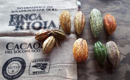 Cacao chiapaneco, entre los mejores del mundo