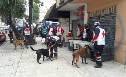 Maia y Luna, las perras rescatistas de Cruz Roja de Puebla