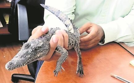 Pieles de cocodrilo para cuidar su hábitat