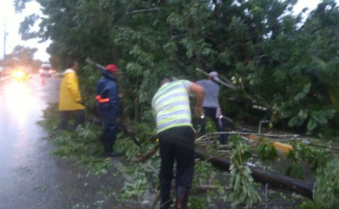 Personal de bomberos del Centro Regional Sabana, retiró árbol caído en la colonia La Grey del municipio de Cárdenas, en conjunto con la unidad municipal, ante los vientos registrados en la zona. Foto: Twitter: @ProcivilTabasco