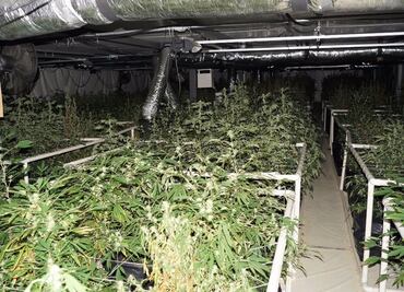 Aseguran laboratorio de procesamiento de marihuana en Edomex