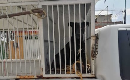 Rescatan a 6 perros y 3 gatos abandonados en vivienda del Edomex