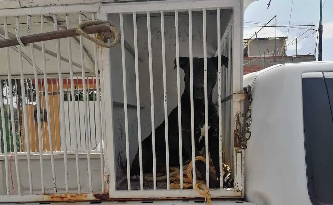 Rescatan a un perro raza pug, color cervato; dos pitbulls, tres husky, color negro con blanco, así como un gatito color negro con blanco y dos atigrados. Foto: Especial