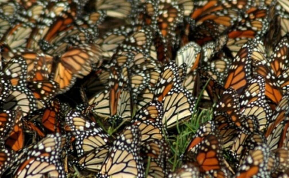 Mariposa monarca: nuevas reglas en los santuarios de Michoacán