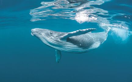 Científicos descubrirían los genes que permitieron a las ballenas crecer a tamaños gigantescos: Estudio