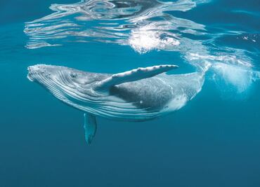 Científicos descubrirían los genes que permitieron a las ballenas crecer a tamaños gigantescos: Estudio