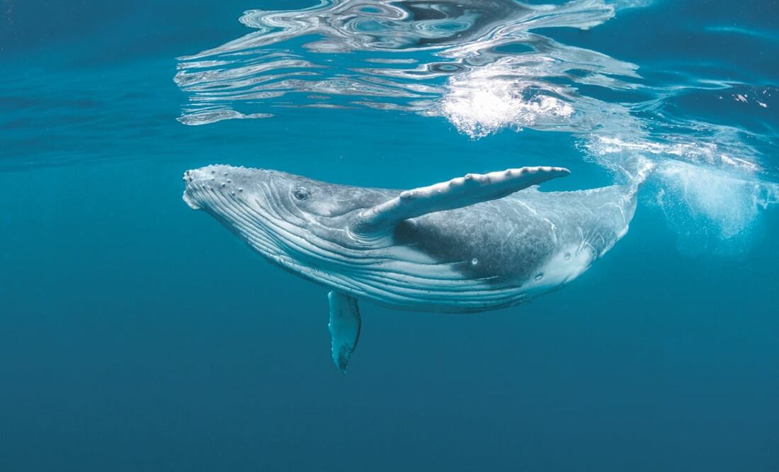 Foto: Graig Lambert, El Universal archivo