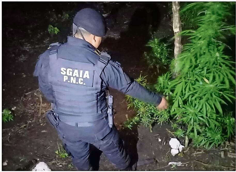 Un policía participó en la erradicación, el martes pasado, de 9 mil 600 plantas de hoja de coca, materia prima de la cocaína, en Guatemala. Foto:: MINISTERIO DE GOBERNACIÓN DE GUATEMAL