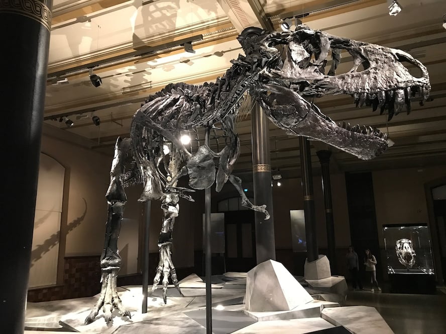 Hay museos en la CDMX que exhiben fósiles de dinosaurios / Fotos: Pixabay