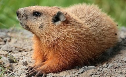 Pareja en Mongolia muere de peste bubónica tras comer carne cruda de marmota