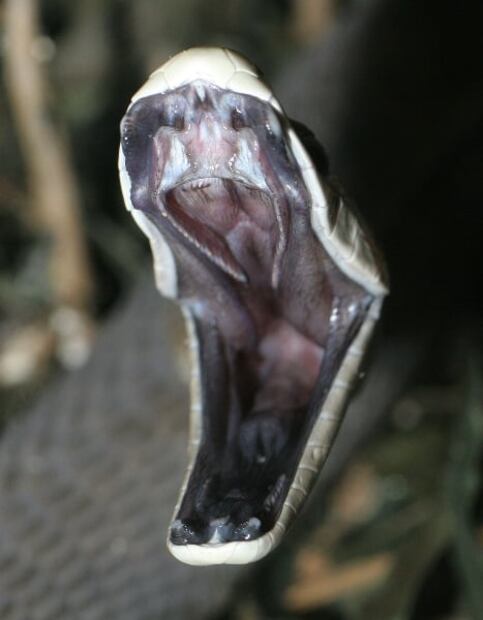 6 especies de serpiente que parecen salidas de una pesadilla