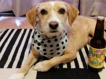 Mexican beer raises funds for stray dogs