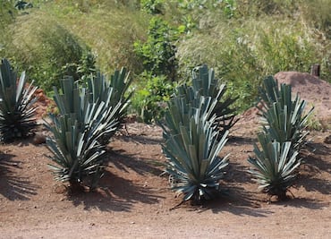 La Ruta de la Raicilla, el destilado de moda en Jalisco y Nayarit