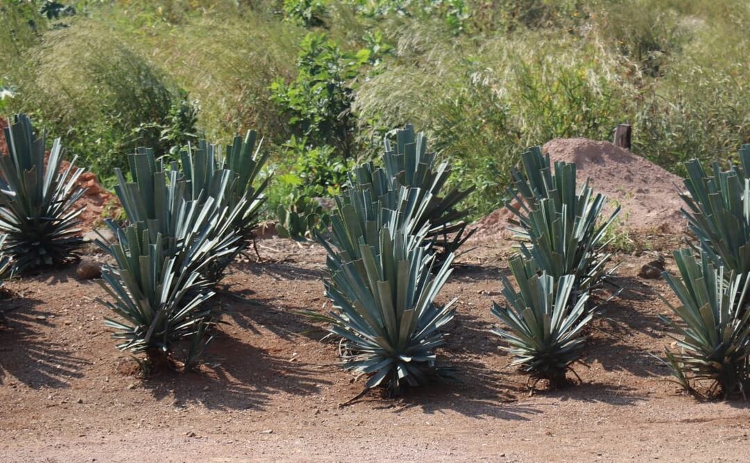 Cultivos de Agave en San Sebastián del Oeste. Foto: Nadia Rodríguez Jiménez