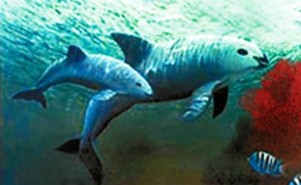 México logra acuerdo para salvar a la vaquita, solo quedan 60 ejemplares