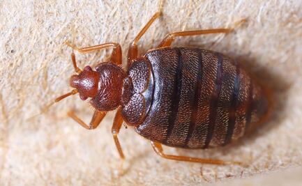 UAM descarta presencia de chinches en sus planteles