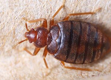 UAM descarta presencia de chinches en sus planteles