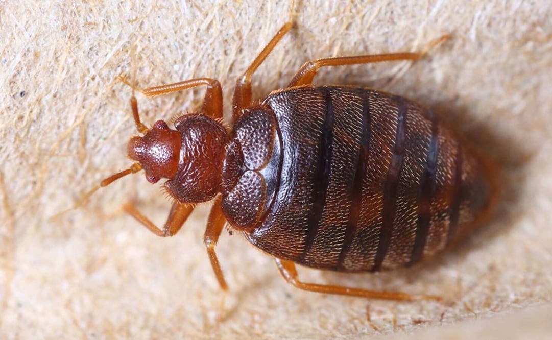 Hasta el momento se desconoce el motivo por el cual está plaga haya regresado. Foto: Especial
