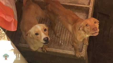 Perros abandonados cometen “canibalismo” en Veracruz